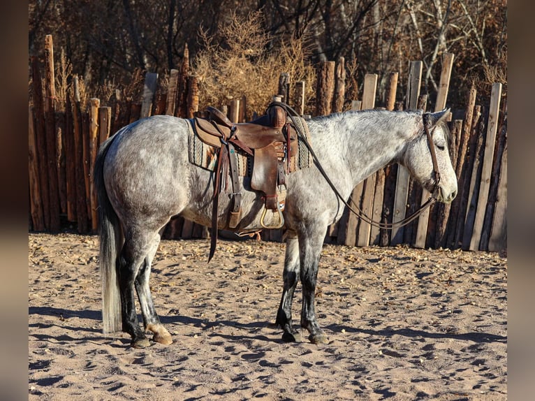 American Quarter Horse Castrone 8 Anni 147 cm Grigio in Camp Verde,, AZ