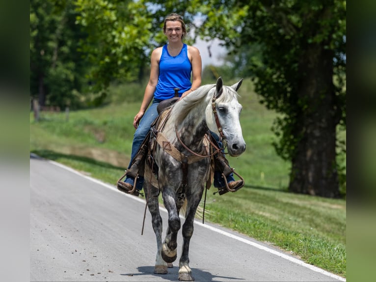 American Quarter Horse Castrone 8 Anni 147 cm Grigio in Ewing Ky