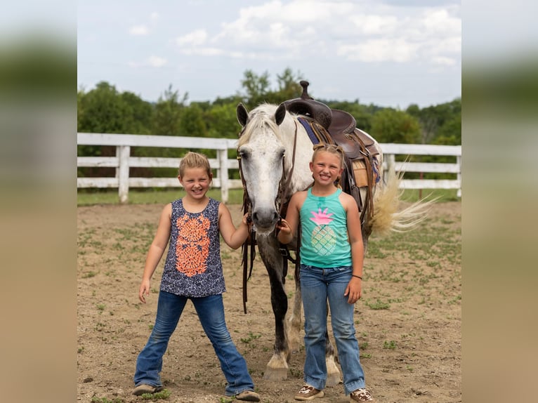 American Quarter Horse Castrone 8 Anni 147 cm Grigio in Ewing Ky