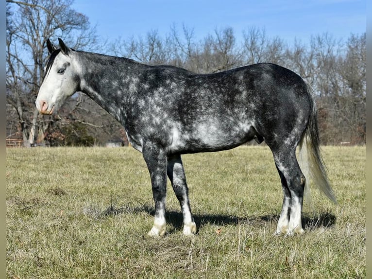 American Quarter Horse Castrone 8 Anni 147 cm Grigio pezzato in Sweet Springs MO