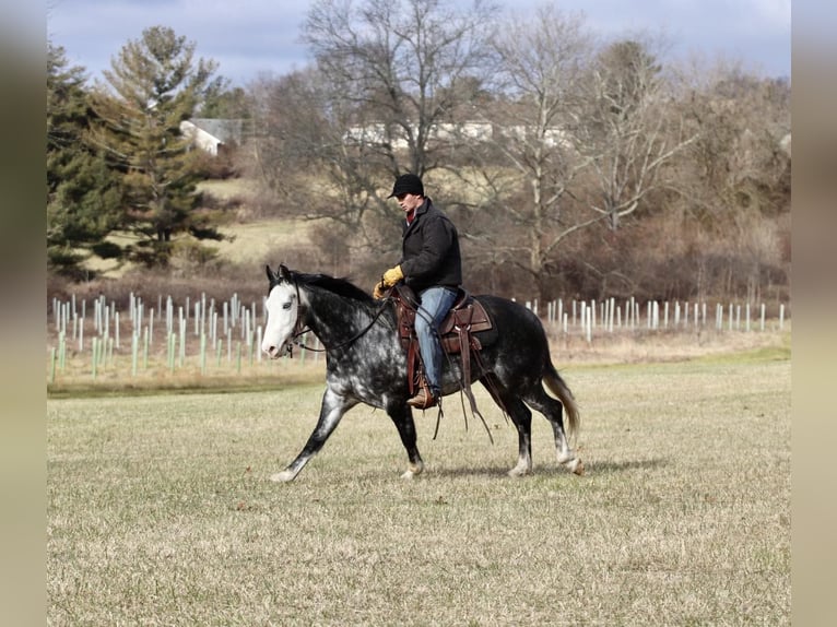 American Quarter Horse Castrone 8 Anni 147 cm Grigio pezzato in Sweet Springs MO