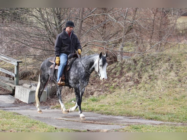 American Quarter Horse Castrone 8 Anni 147 cm Grigio pezzato in Sweet Springs MO