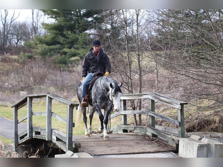 American Quarter Horse Castrone 8 Anni 147 cm Grigio pezzato in Sweet Springs MO