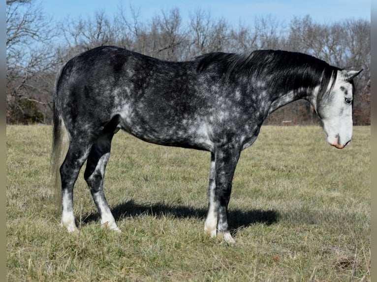 American Quarter Horse Castrone 8 Anni 147 cm Grigio pezzato in Sweet Springs MO