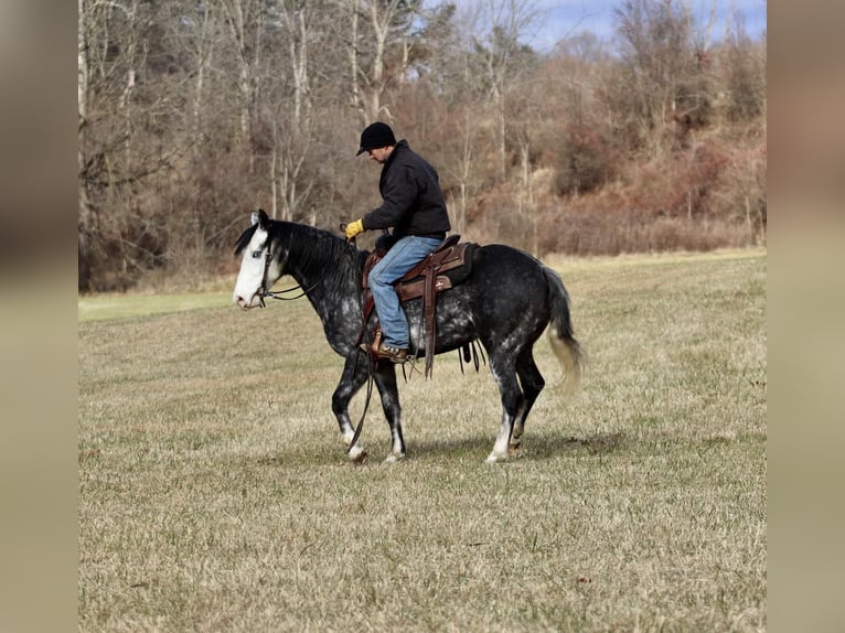 American Quarter Horse Castrone 8 Anni 147 cm Grigio pezzato in Sweet Springs MO