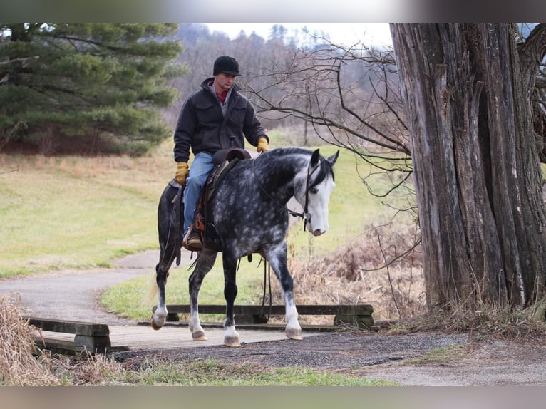 American Quarter Horse Castrone 8 Anni 147 cm Grigio pezzato in Sweet Springs MO