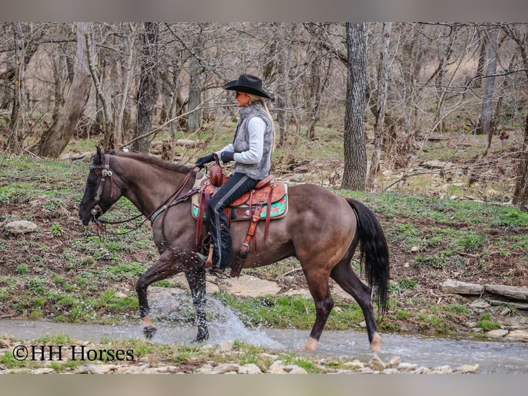 American Quarter Horse Castrone 8 Anni 147 cm Grullo in Flemingsburg KY