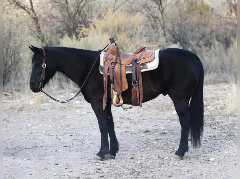 American Quarter Horse Castrone 8 Anni 147 cm Morello in Camp Verde AZ