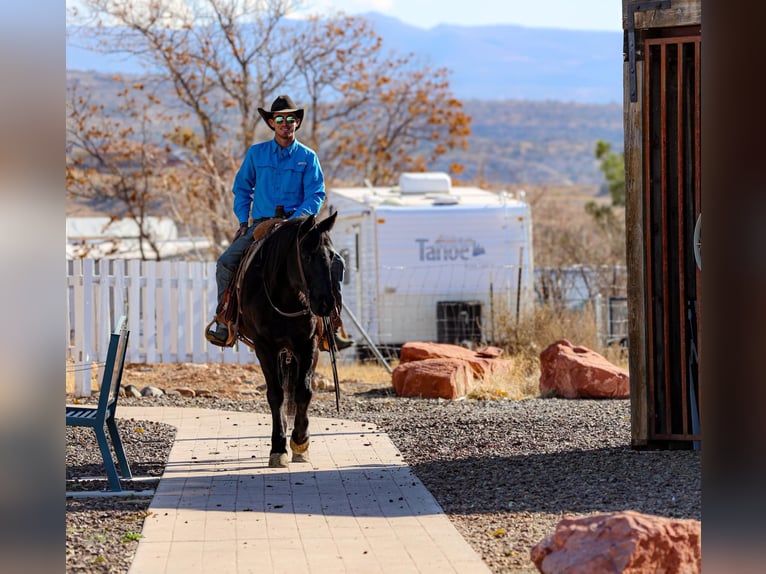 American Quarter Horse Castrone 8 Anni 147 cm Morello in Camp Verde AZ