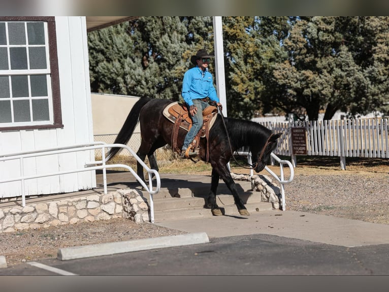 American Quarter Horse Castrone 8 Anni 147 cm Morello in Camp Verde AZ