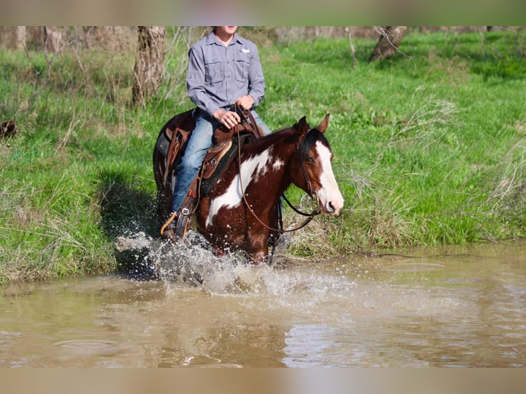 American Quarter Horse Castrone 8 Anni 147 cm Overo-tutti i colori in Stephenville Tx