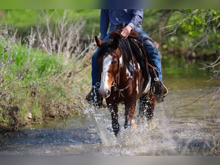 American Quarter Horse Castrone 8 Anni 147 cm Overo-tutti i colori in Stephenville Tx