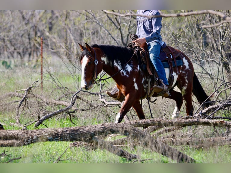 American Quarter Horse Castrone 8 Anni 147 cm Overo-tutti i colori in Stephenville Tx