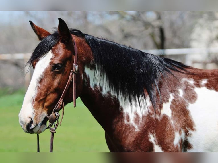 American Quarter Horse Castrone 8 Anni 147 cm Overo-tutti i colori in Stephenville Tx