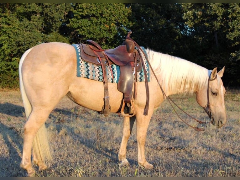 American Quarter Horse Castrone 8 Anni 147 cm Palomino in Pilot Point TX