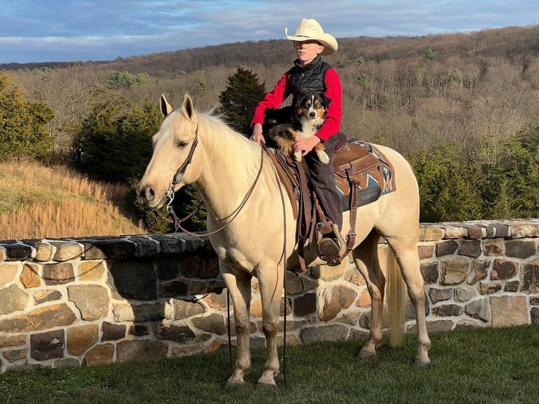 American Quarter Horse Castrone 8 Anni 147 cm Palomino in Millerstown, PA