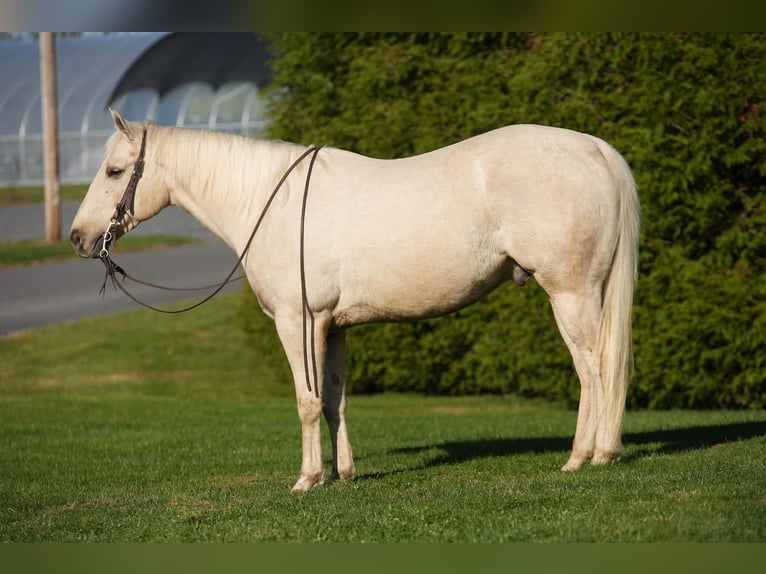 American Quarter Horse Castrone 8 Anni 147 cm Palomino in Millerstown, PA