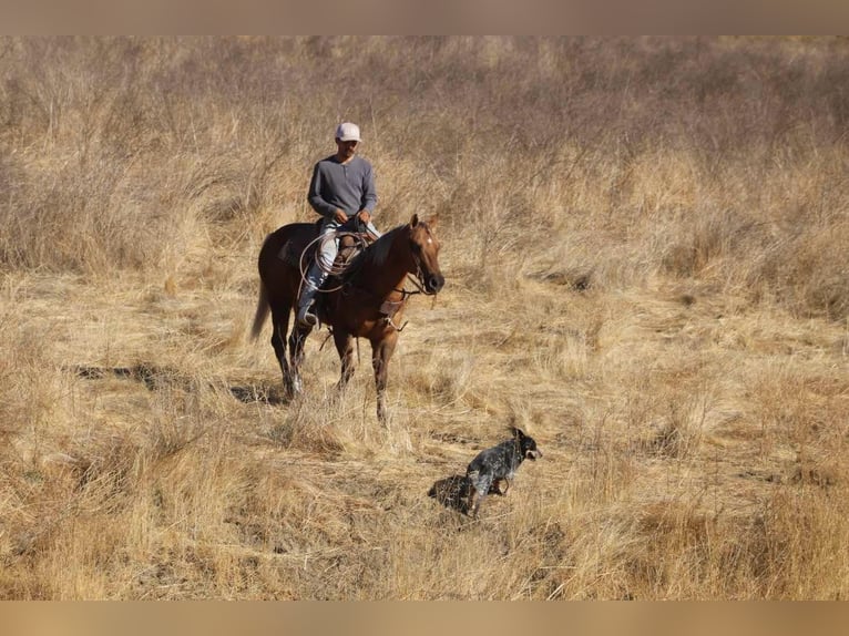 American Quarter Horse Castrone 8 Anni 147 cm Palomino in Paicines CA