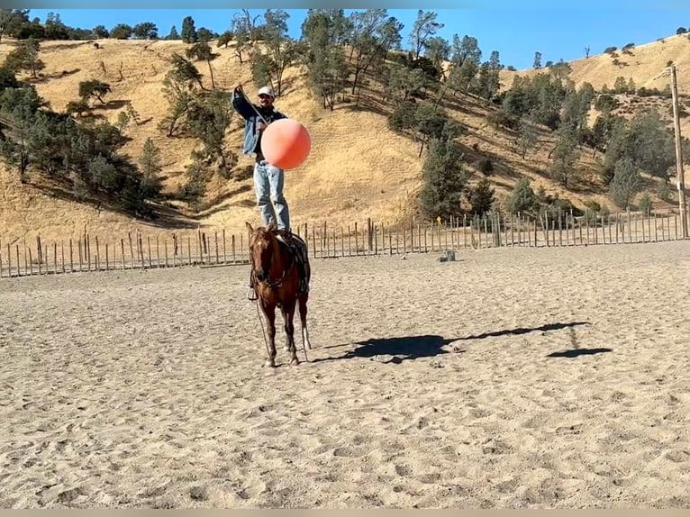 American Quarter Horse Castrone 8 Anni 147 cm Palomino in Paicines CA