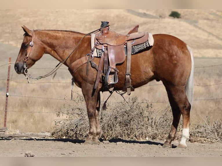 American Quarter Horse Castrone 8 Anni 147 cm Palomino in Paicines CA