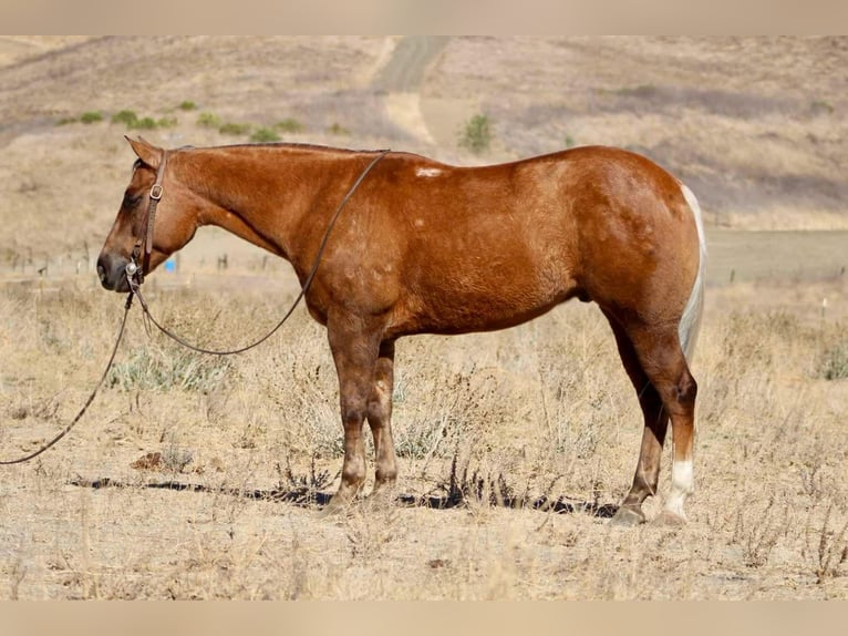 American Quarter Horse Castrone 8 Anni 147 cm Palomino in Paicines CA