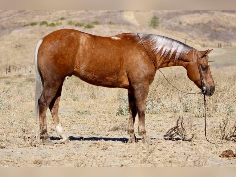 American Quarter Horse Castrone 8 Anni 147 cm Palomino in Paicines CA