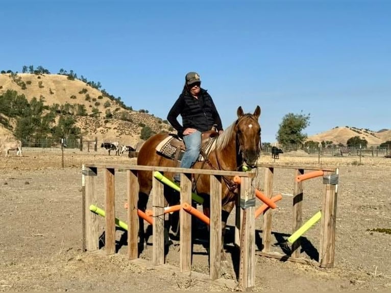 American Quarter Horse Castrone 8 Anni 147 cm Palomino in Paicines CA