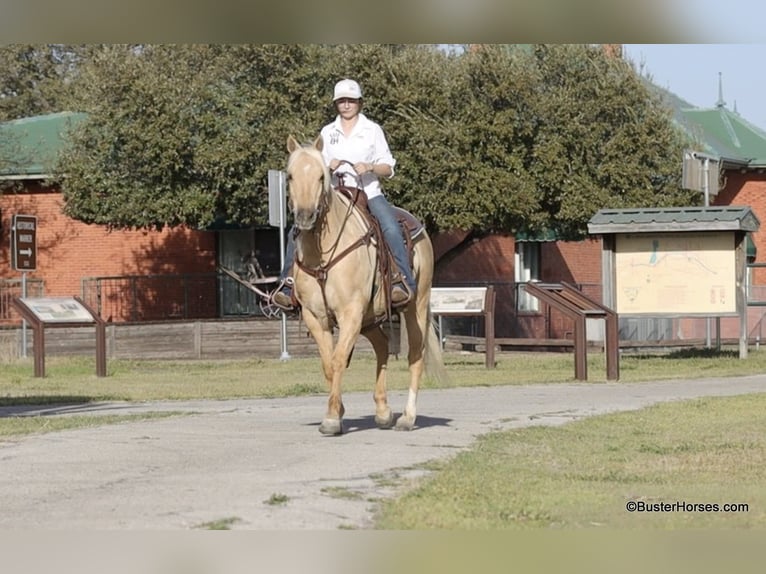 American Quarter Horse Castrone 8 Anni 147 cm Palomino in Weatherford TX