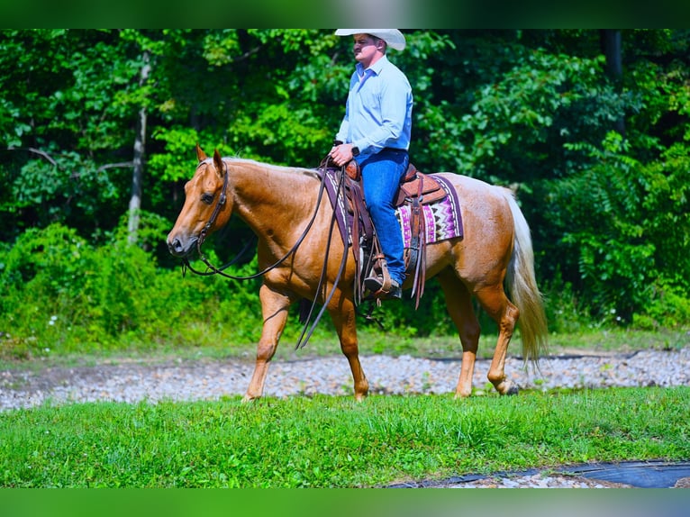 American Quarter Horse Castrone 8 Anni 147 cm Palomino in Wooster, OH