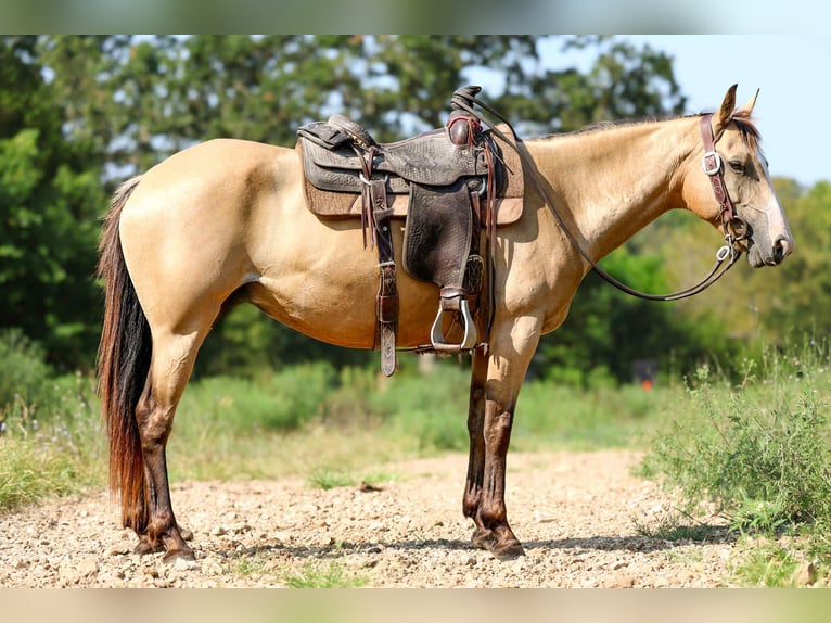 American Quarter Horse Castrone 8 Anni 147 cm Pelle di daino in Cole Camp, MO