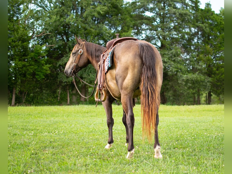 American Quarter Horse Castrone 8 Anni 147 cm Pelle di daino in Greenville KY