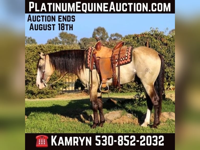 American Quarter Horse Castrone 8 Anni 147 cm Pelle di daino in Pleasant Grove, CA