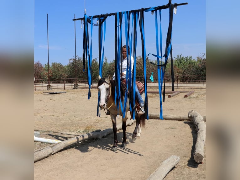 American Quarter Horse Castrone 8 Anni 147 cm Pelle di daino in Pleasant Grove, CA