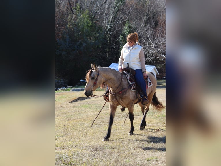 American Quarter Horse Castrone 8 Anni 147 cm Pelle di daino in Mt. Hope, AL