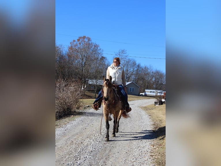 American Quarter Horse Castrone 8 Anni 147 cm Pelle di daino in Mt. Hope, AL