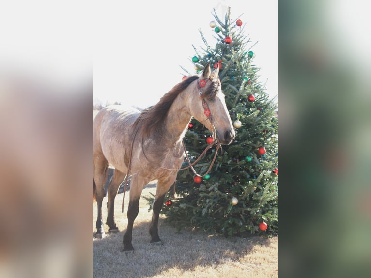 American Quarter Horse Castrone 8 Anni 147 cm Pelle di daino in Mt. Hope, AL