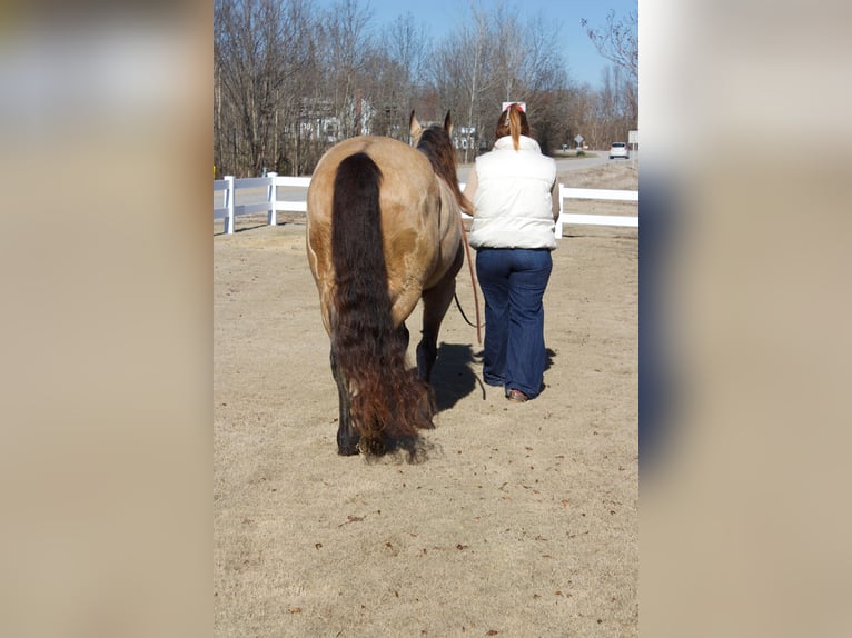 American Quarter Horse Castrone 8 Anni 147 cm Pelle di daino in Mt. Hope, AL