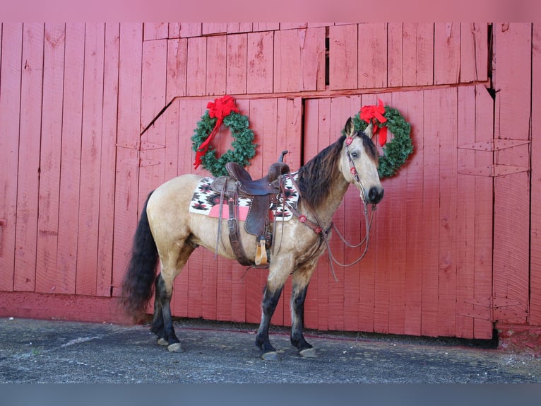 American Quarter Horse Castrone 8 Anni 147 cm Pelle di daino in Mt. Hope, AL