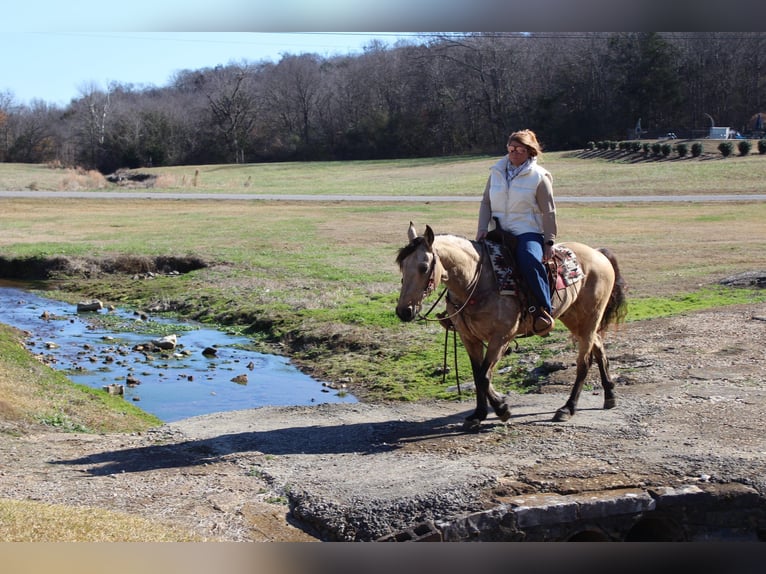 American Quarter Horse Castrone 8 Anni 147 cm Pelle di daino in Mt. Hope, AL