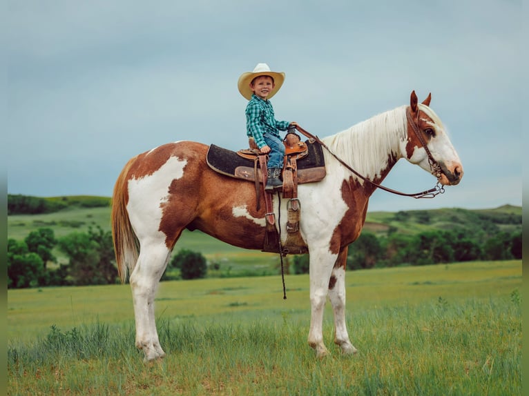 American Quarter Horse Castrone 8 Anni 147 cm Pezzato in Elkhart American Quarter Horse Castrone 8 Anni 147 cm Pezzato in Elkhart
