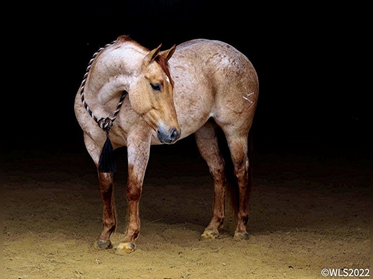 American Quarter Horse Castrone 8 Anni 147 cm Roano rosso in Brooksville, KY