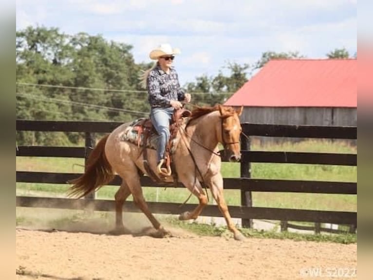 American Quarter Horse Castrone 8 Anni 147 cm Roano rosso in Brooksville, KY