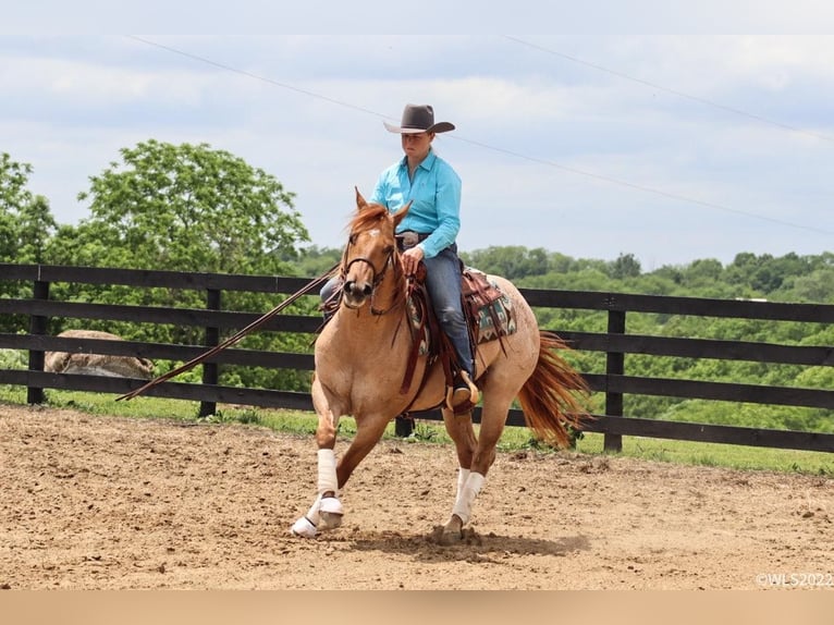 American Quarter Horse Castrone 8 Anni 147 cm Roano rosso in Brooksville, KY