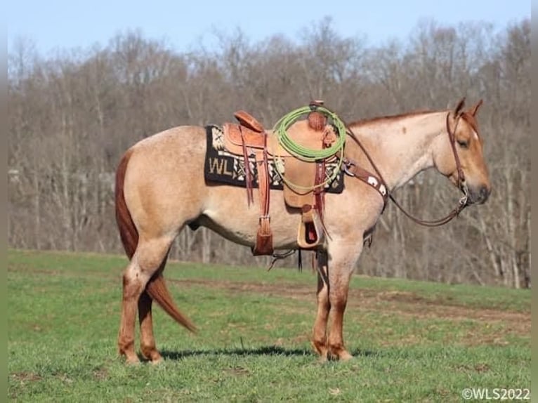 American Quarter Horse Castrone 8 Anni 147 cm Roano rosso in Brooksville, KY