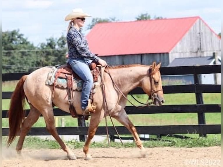 American Quarter Horse Castrone 8 Anni 147 cm Roano rosso in Brooksville, KY