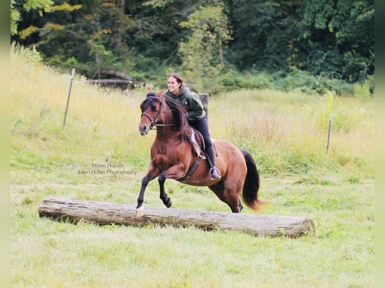 American Quarter Horse Castrone 8 Anni 147 cm Roano rosso in Peosta