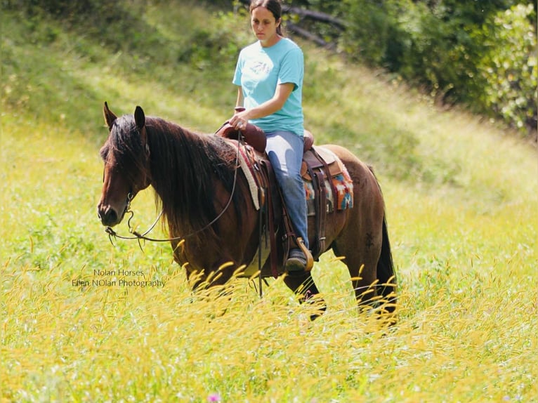 American Quarter Horse Castrone 8 Anni 147 cm Roano rosso in Peosta