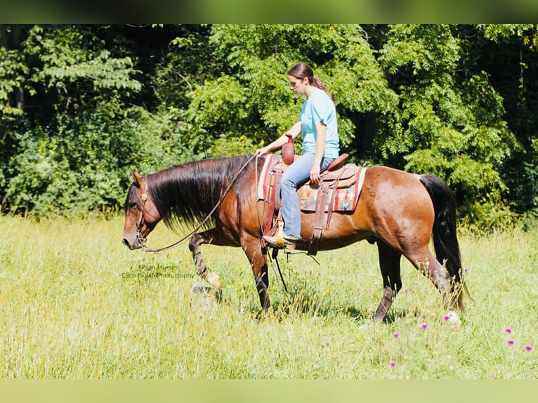 American Quarter Horse Castrone 8 Anni 147 cm Roano rosso in Peosta