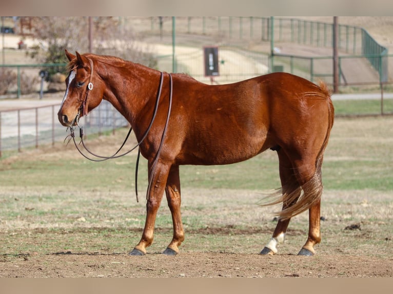American Quarter Horse Castrone 8 Anni 147 cm Sauro ciliegia in Cleburne TX