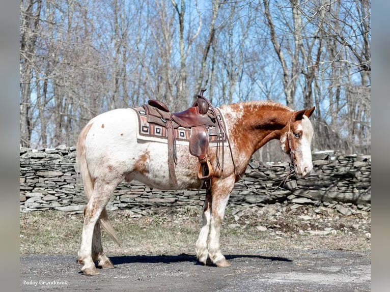 American Quarter Horse Castrone 8 Anni 147 cm Sauro ciliegia in Everett PA